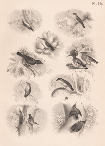 The Banana Twit, The Abu Risch, The True Hanging Bird, The Poe, The Common Hoopoe, The Red-oven Bird, The European Nuthatch, The Alpine Wall-creeper